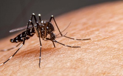 Sarandi mantém cenário de estabilidade da dengue e reforça ações de prevenção